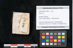 Foto (Objekt + Etikett) von Actin sp. (NHMW-GEO-2024-0188-11480)